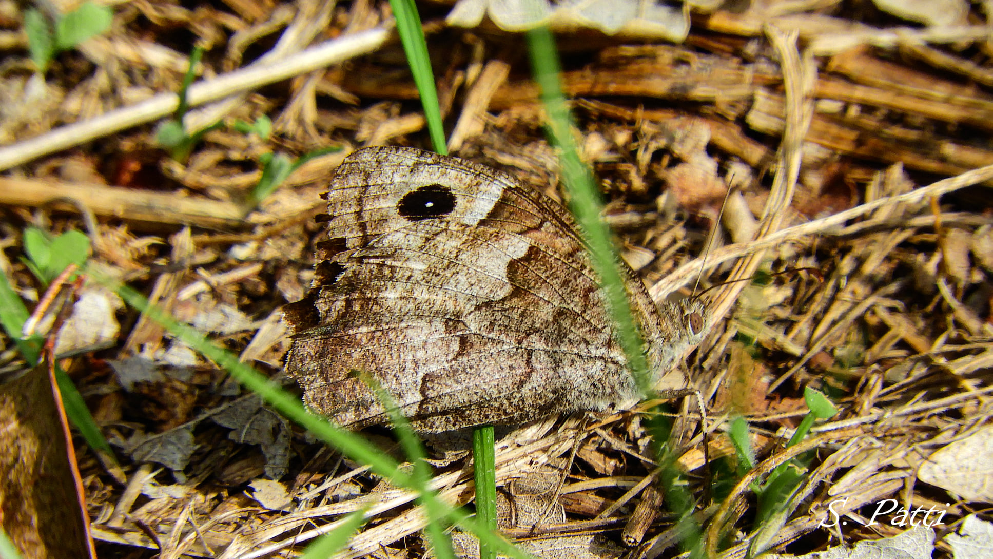Hipparchia statilinus
