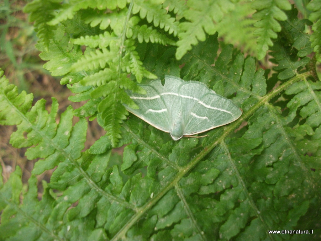 Hylaea fasciaria Hylaea fasciaria