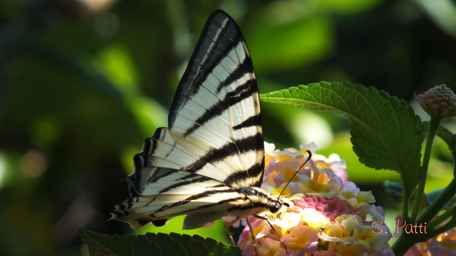 Iphiclides podalirius
