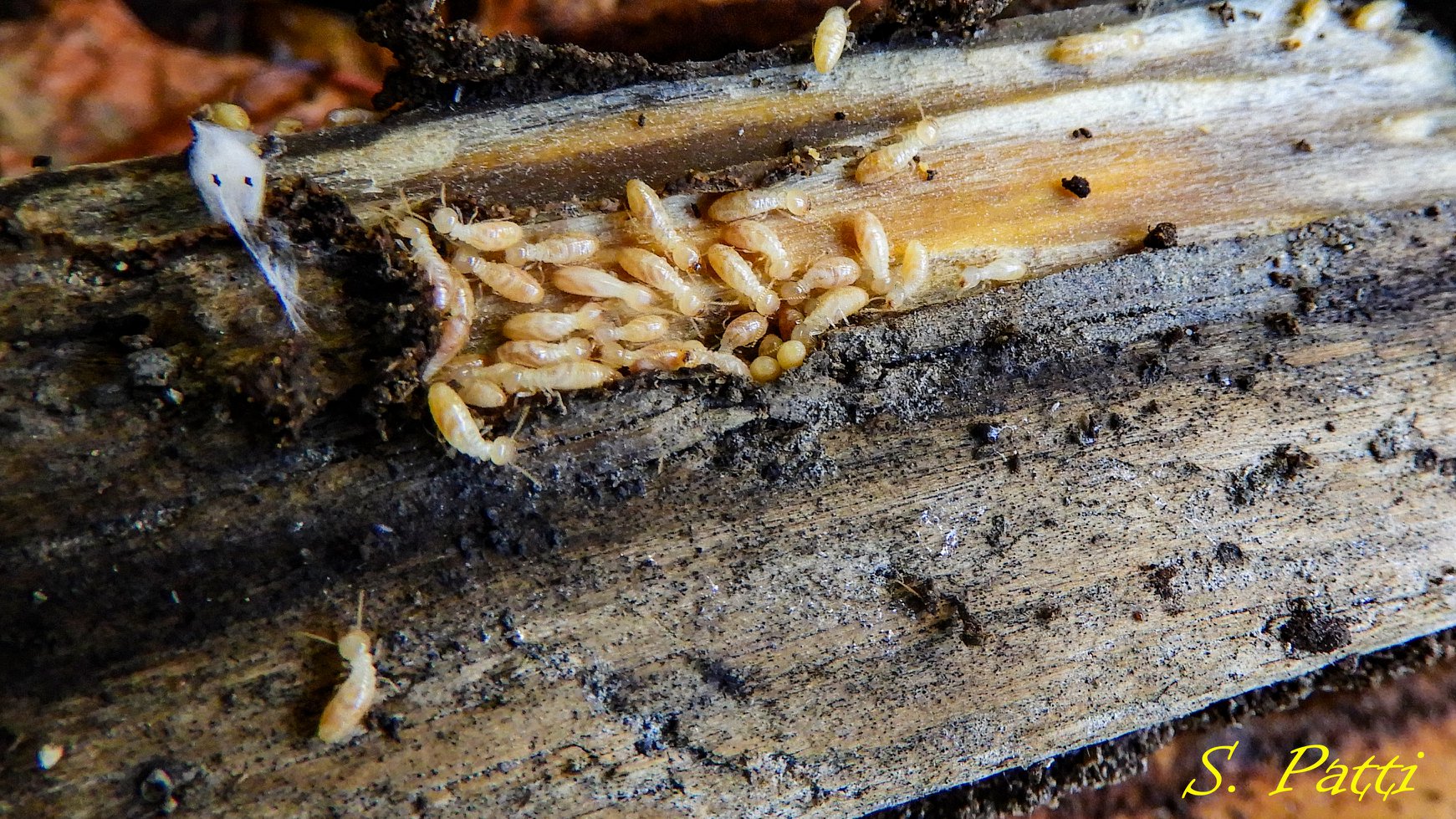 Kalotermes flavicollis