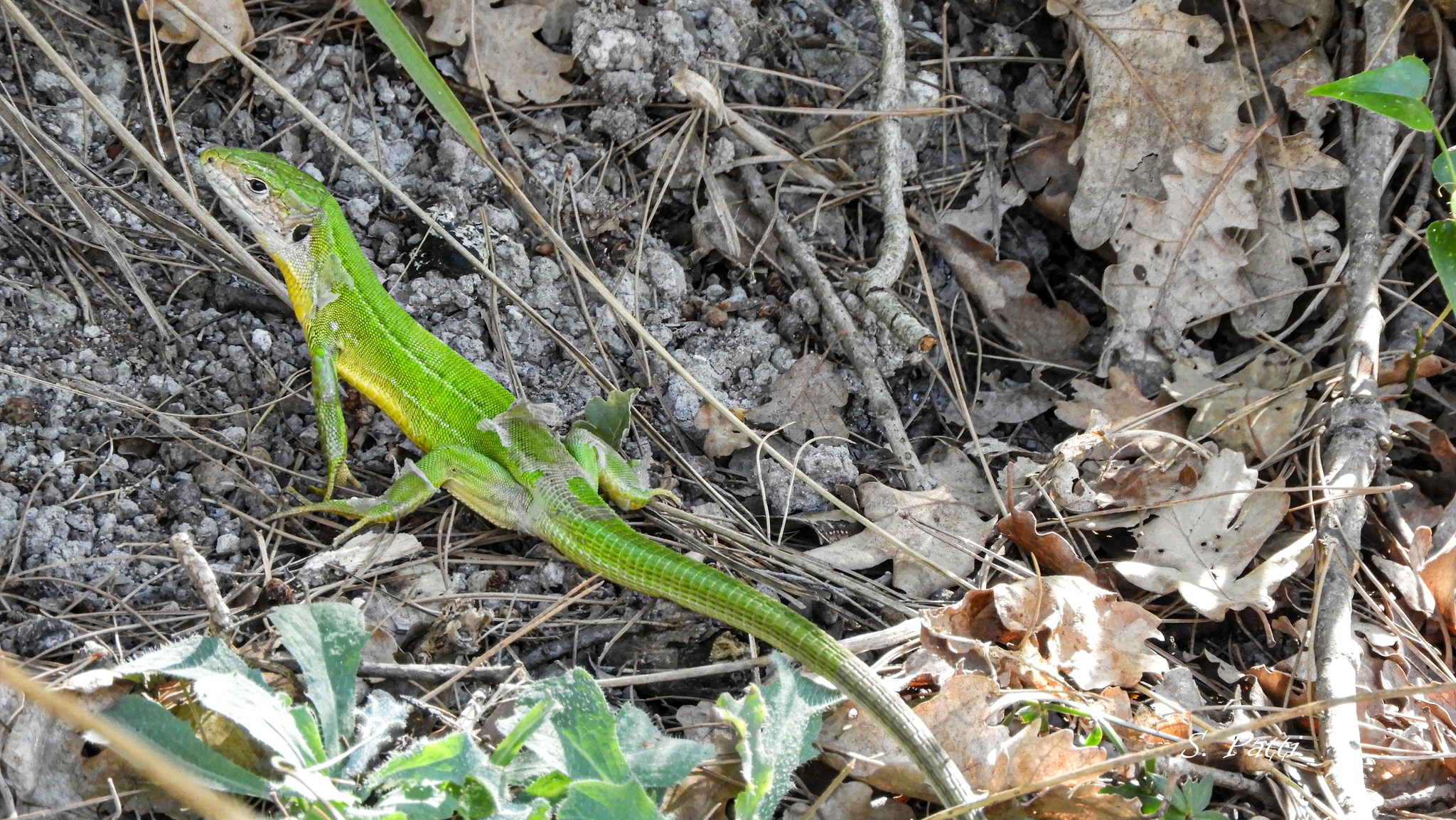 Lacerta bilineata