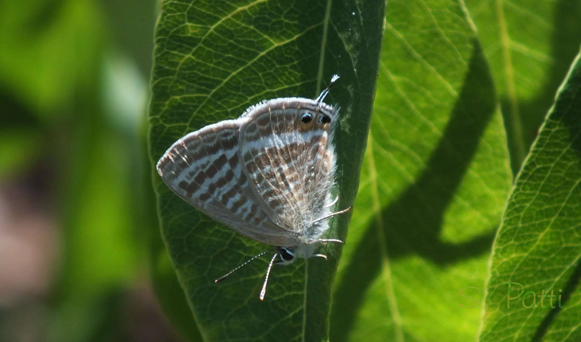 Lampides boeticus