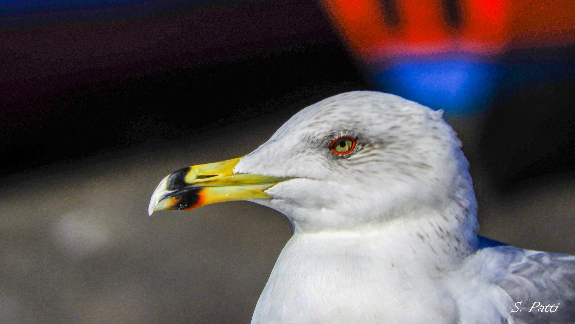 Larus fuscus