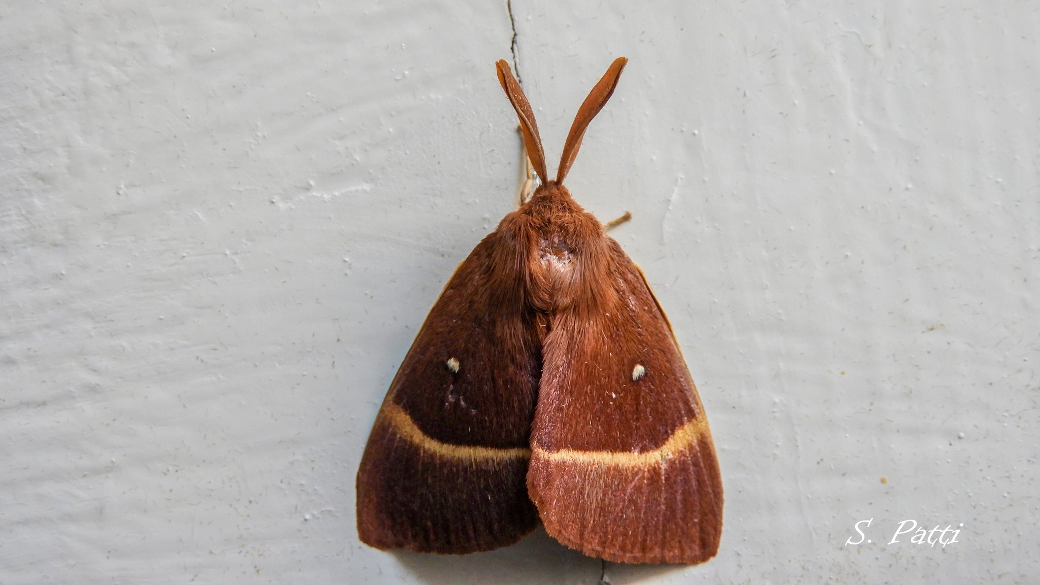 Lasiocampa quercus Lasiocampa quercus