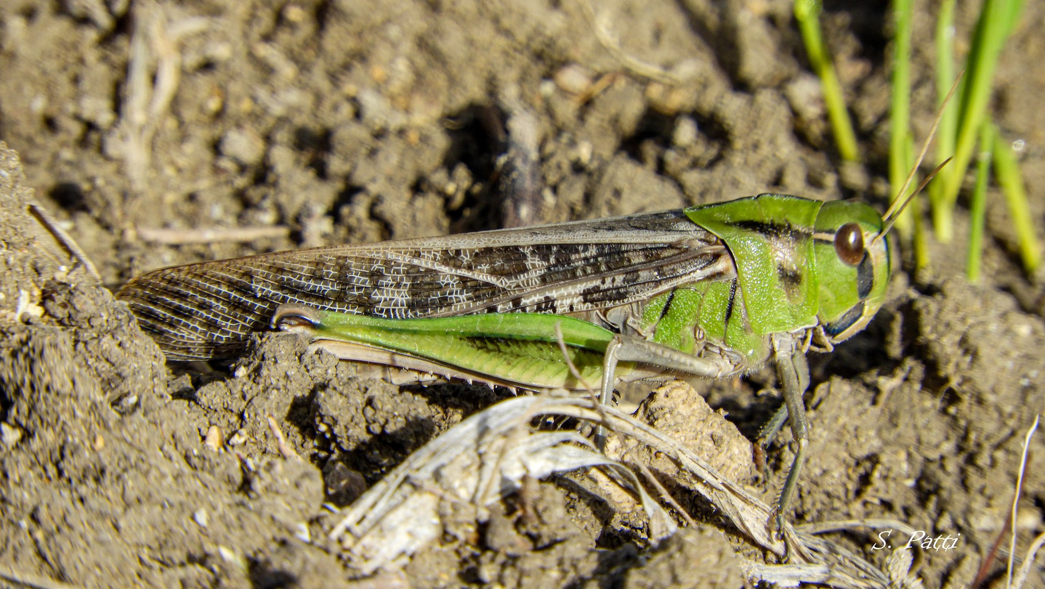 Locusta migratoria
