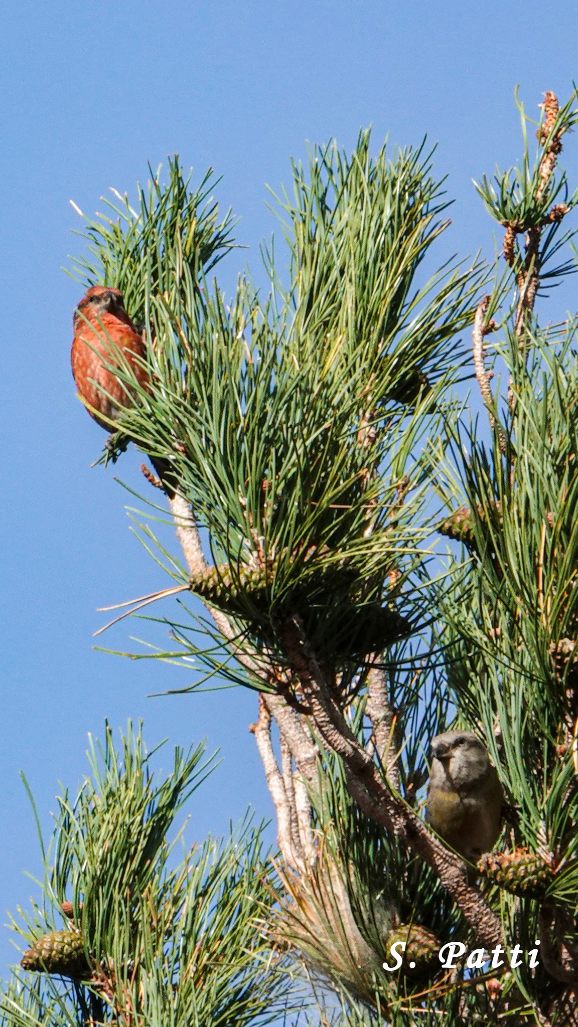 Loxia curvirostra