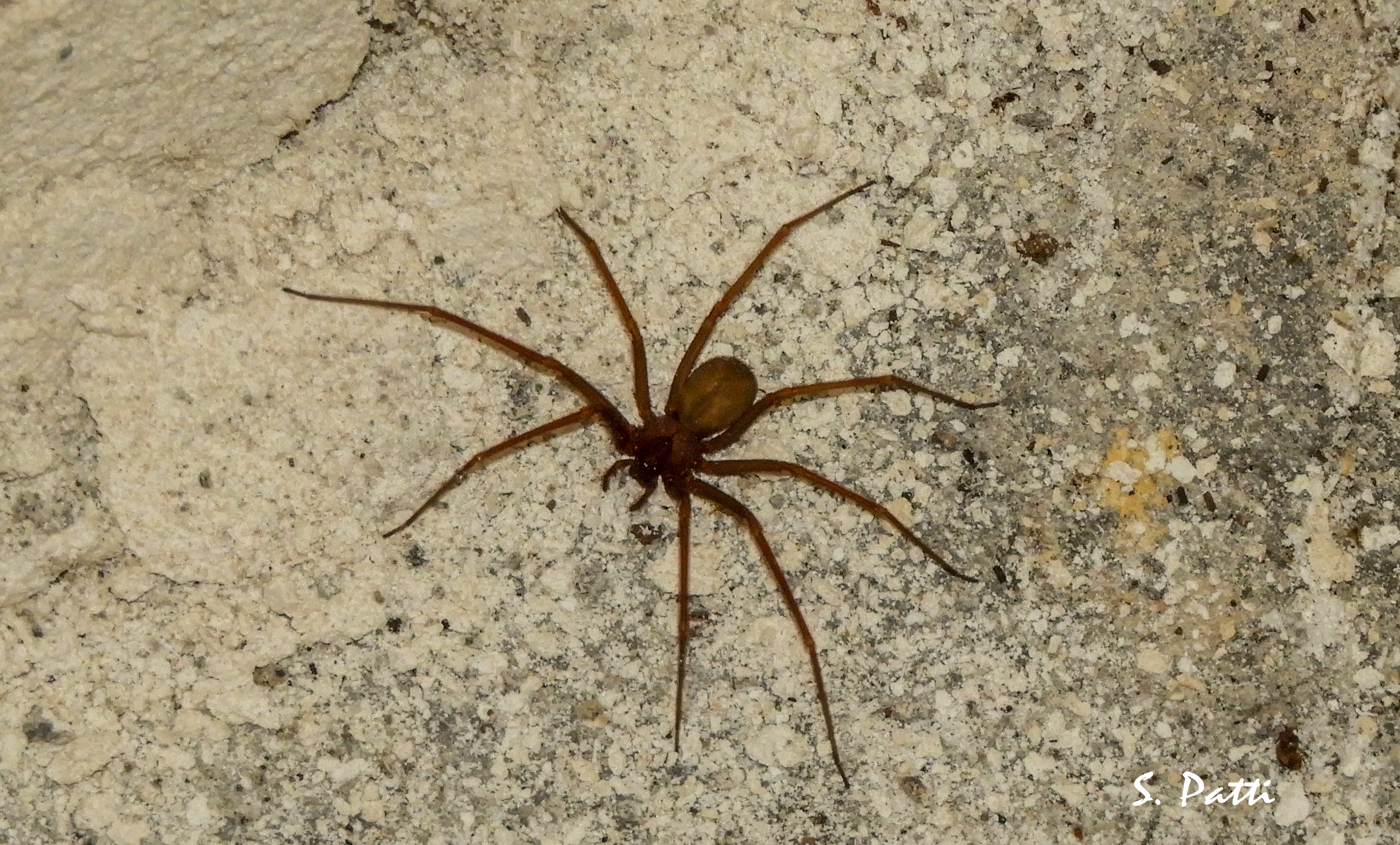 Loxosceles rufescens