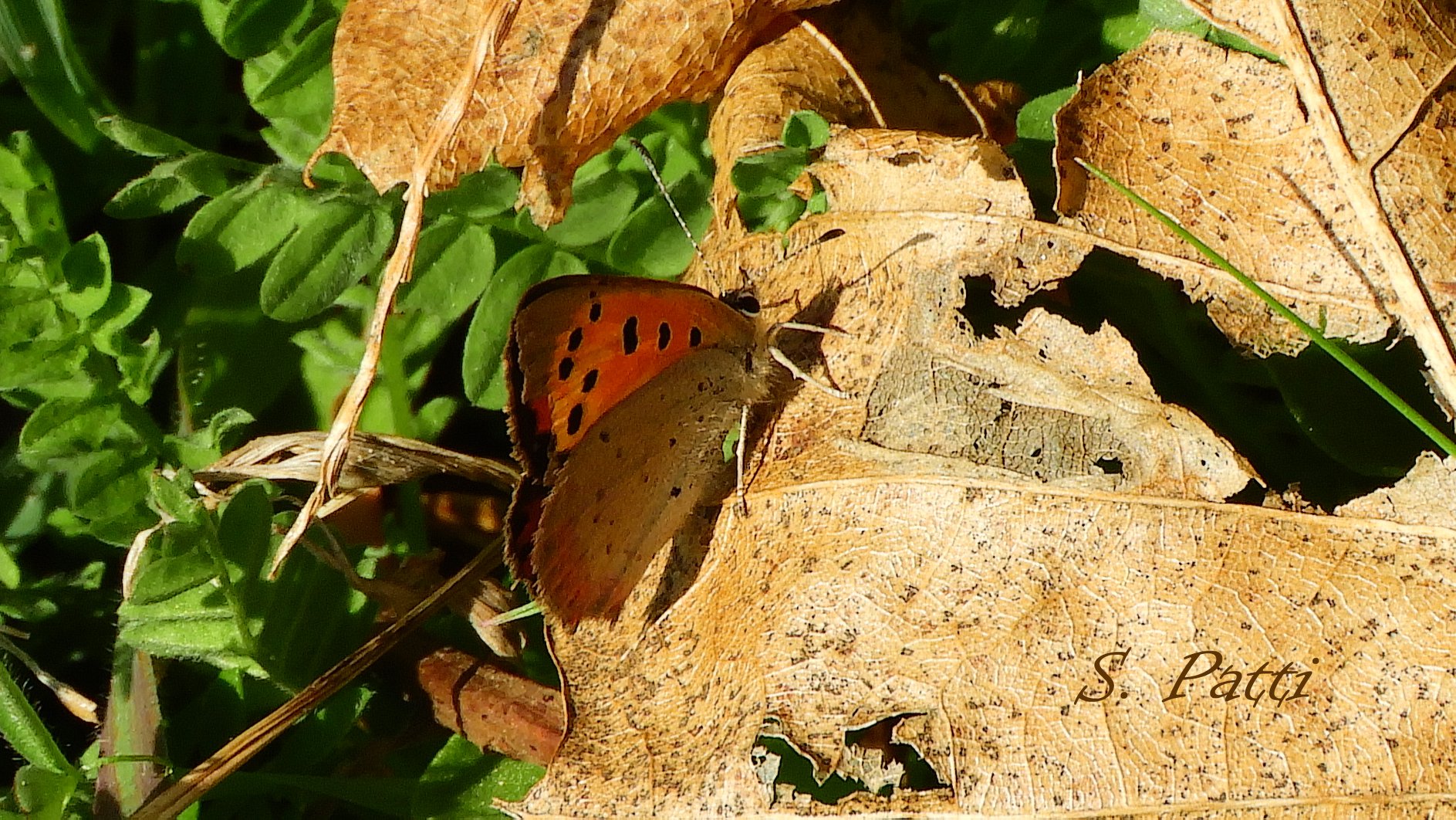Lycaena phlaeas