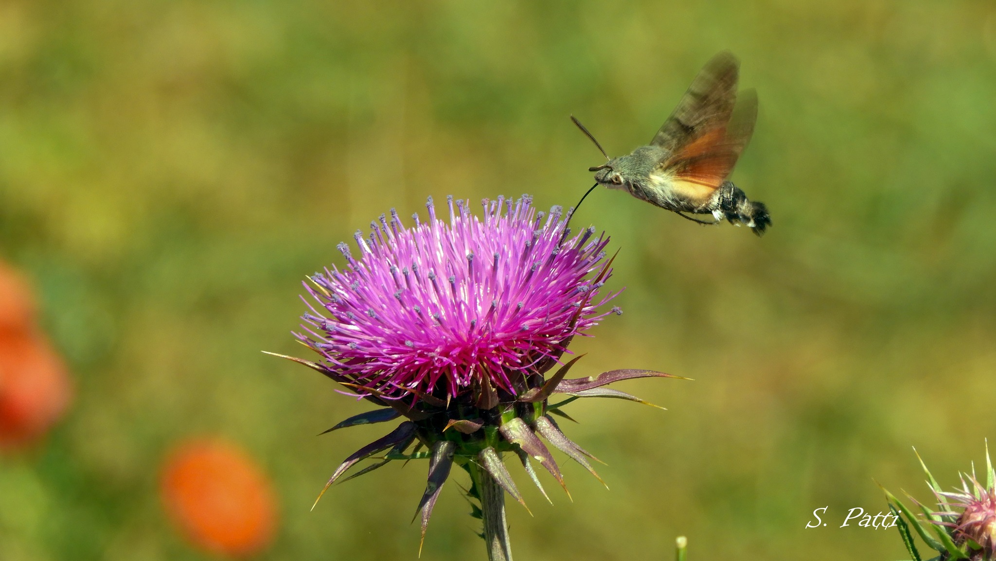 Macroglossum stellatarum