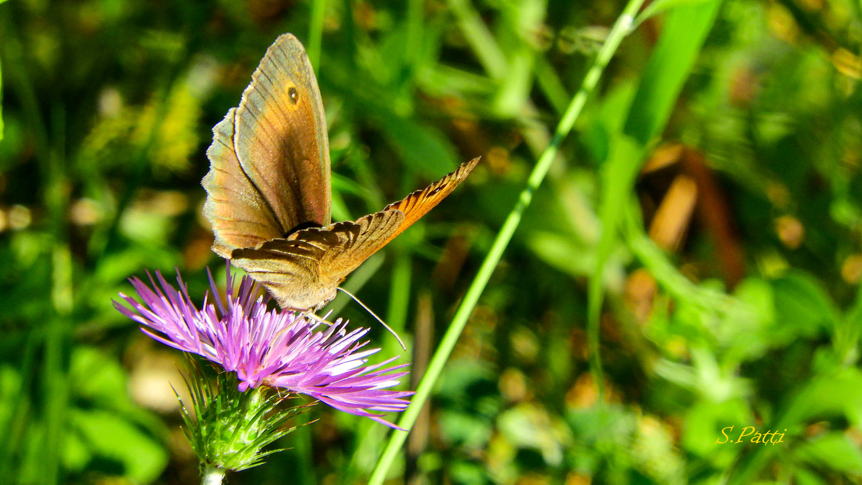 Maniola Jurtina