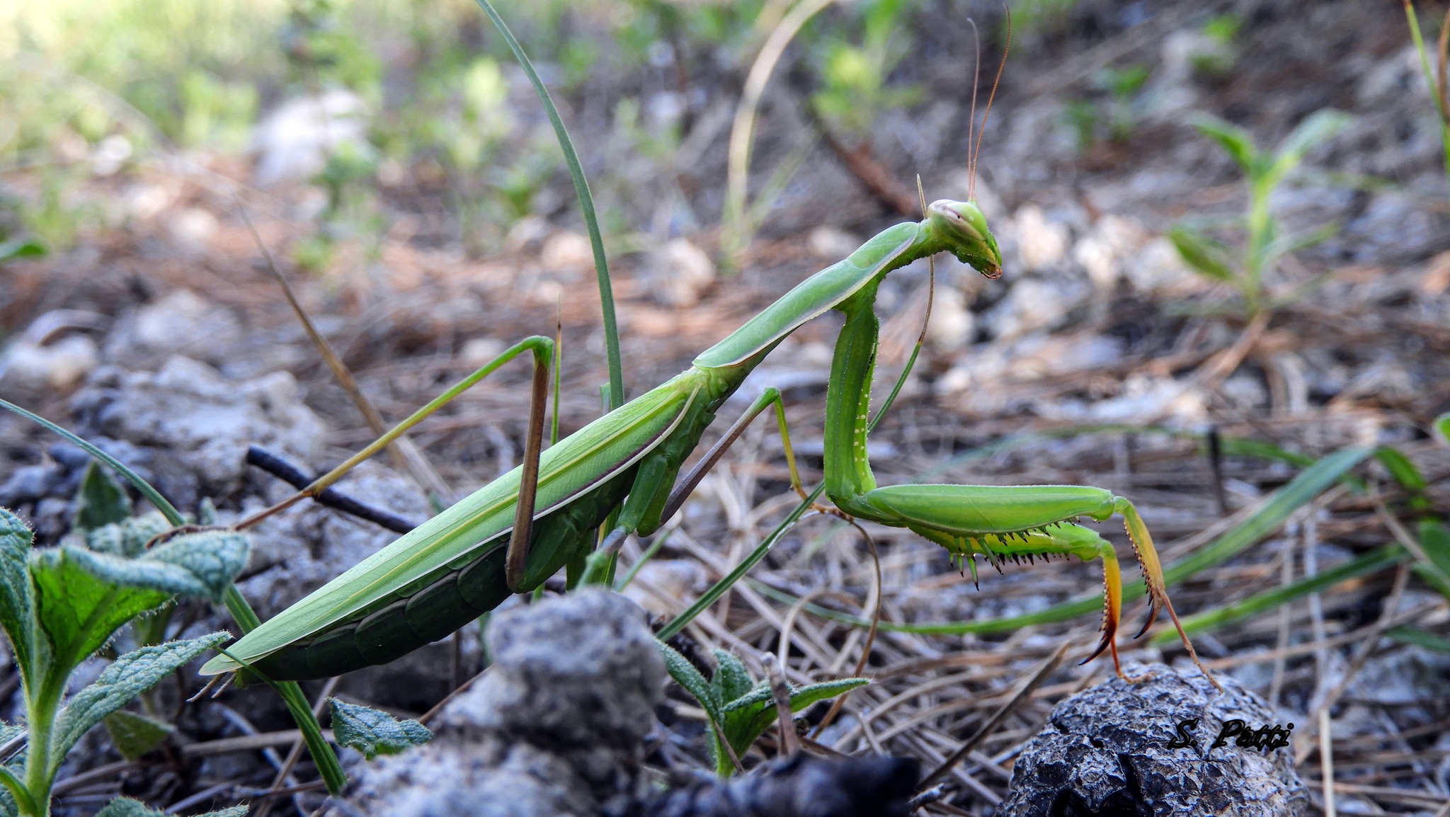 Mantis religiosa