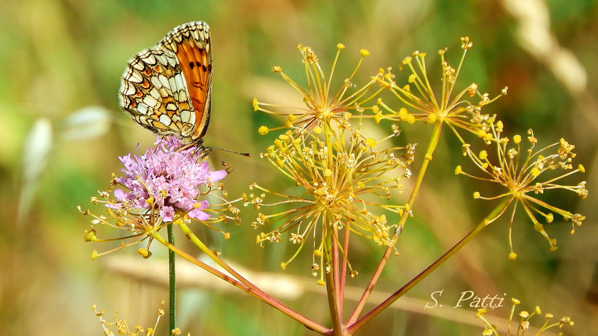 Melitaea nevadensis