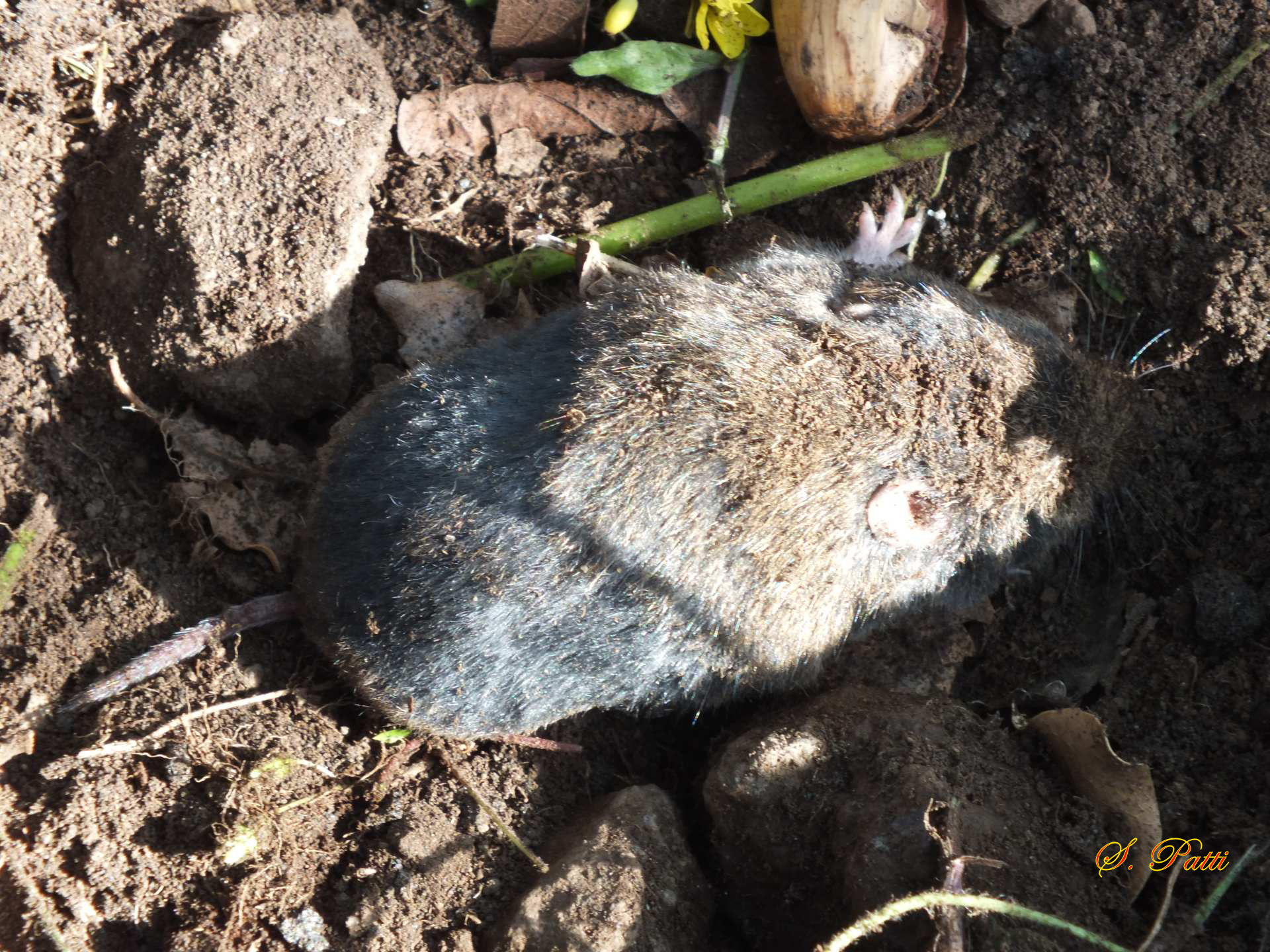 Microtus nebrodensis
