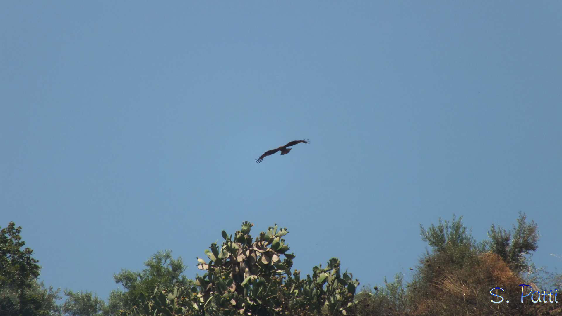 Milvus migrans
