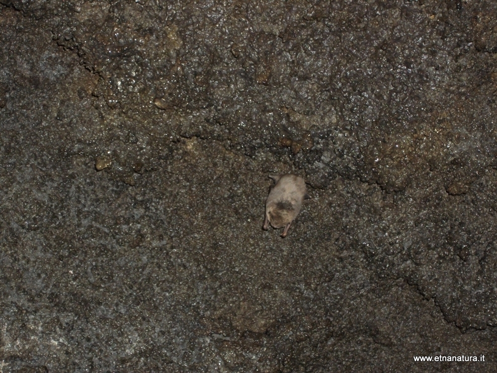 Miniopterus schreibersii