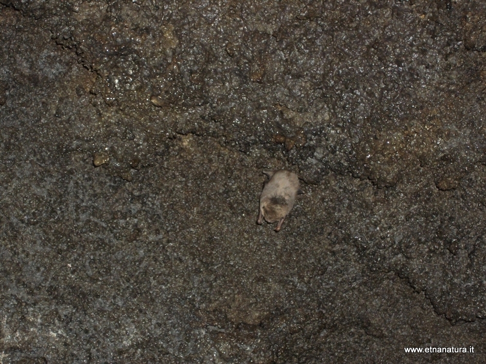 Miniopterus schreibersii Miniopterus schreibersii