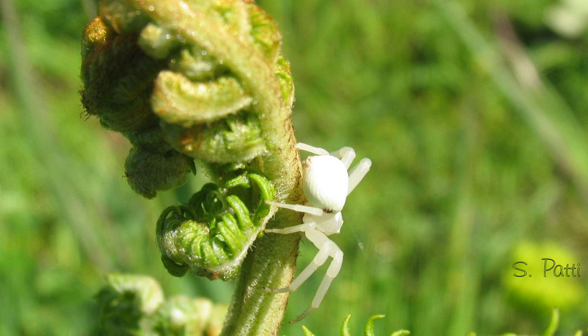 Misumena vatia