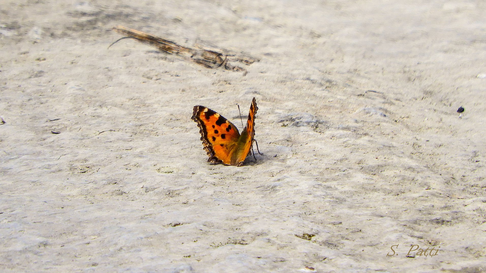 Nymphalis polychloros Nymphalis polychloros
