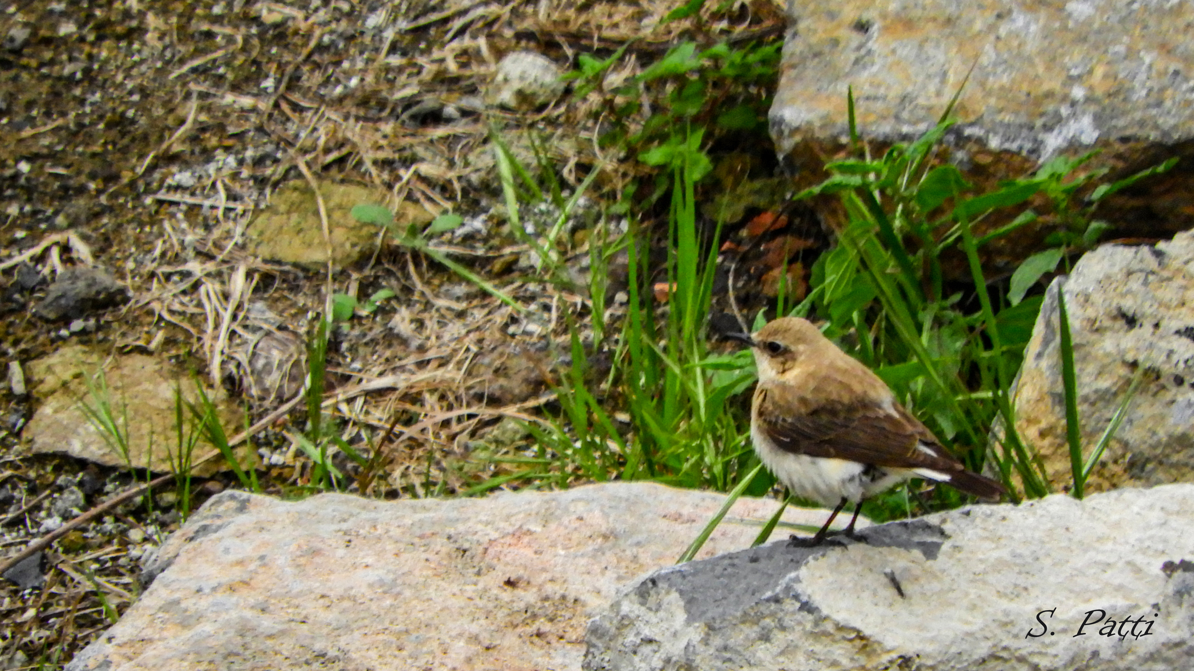 Oenanthe hispanica