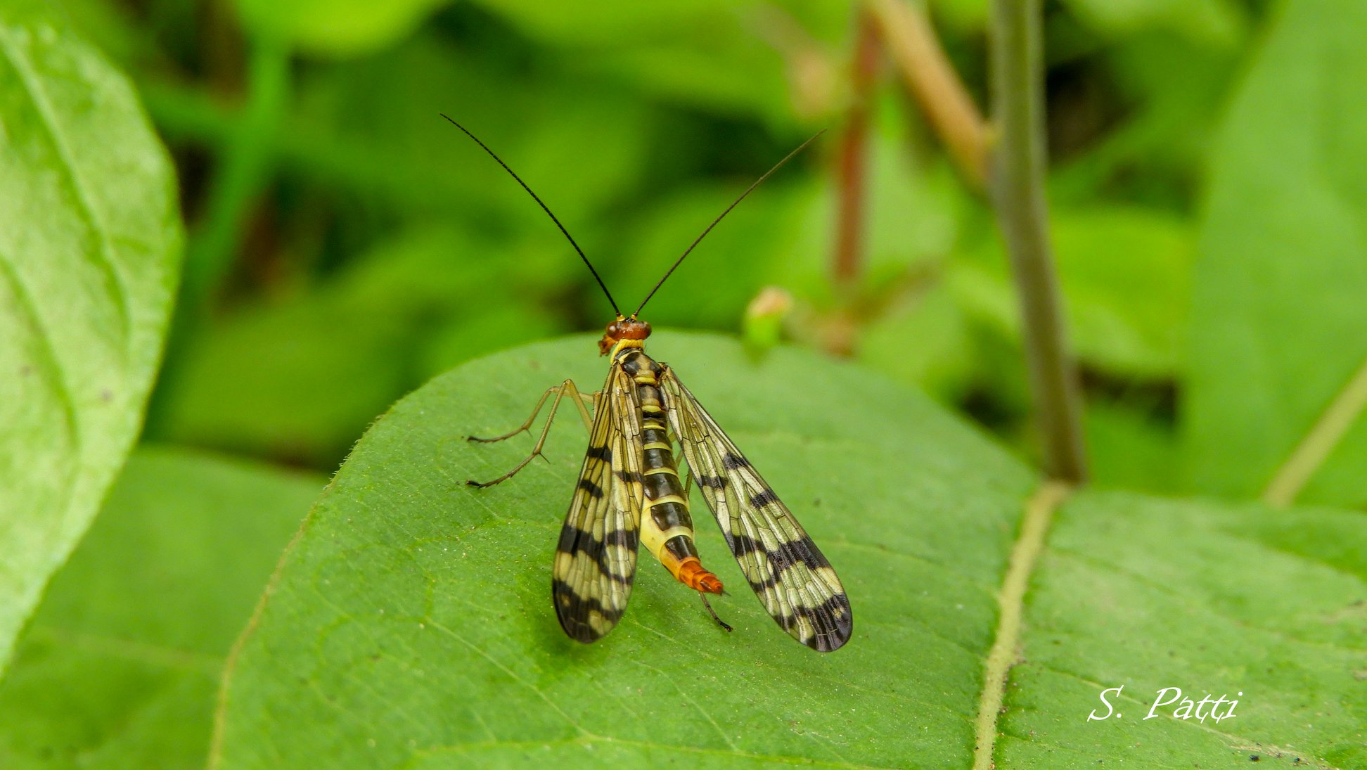 Panorpa communis