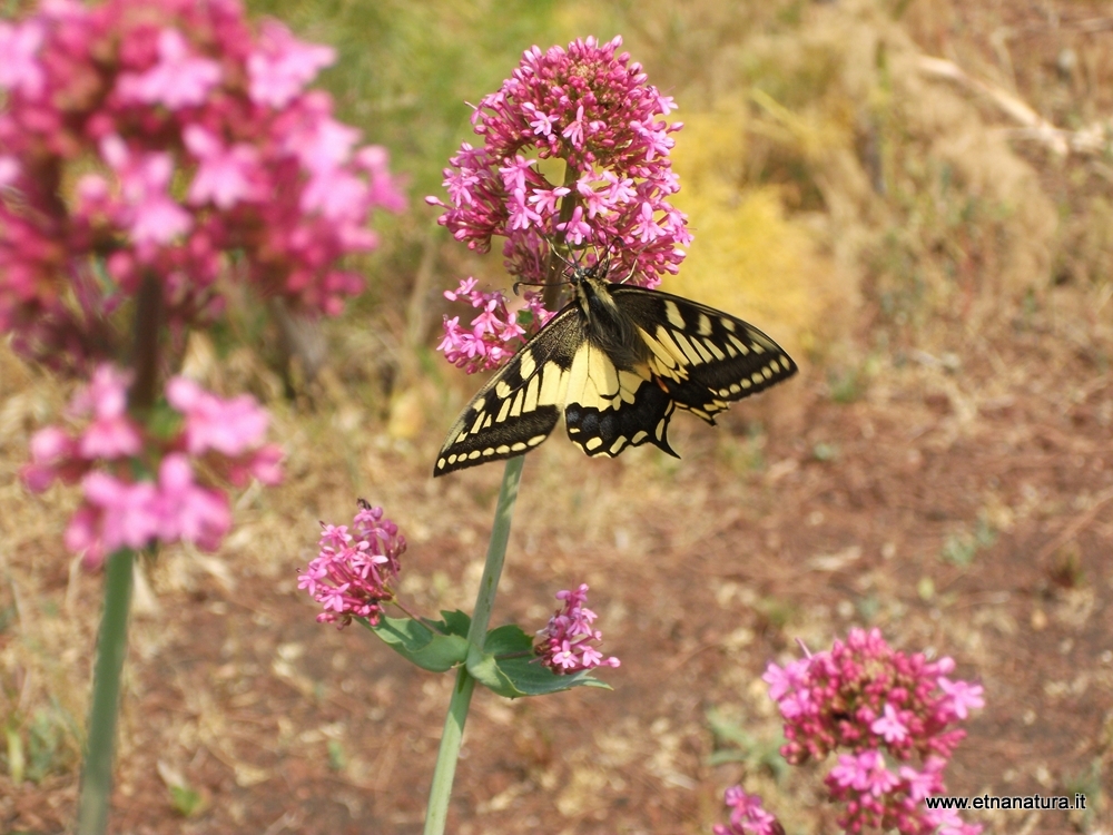 Papilio machaon