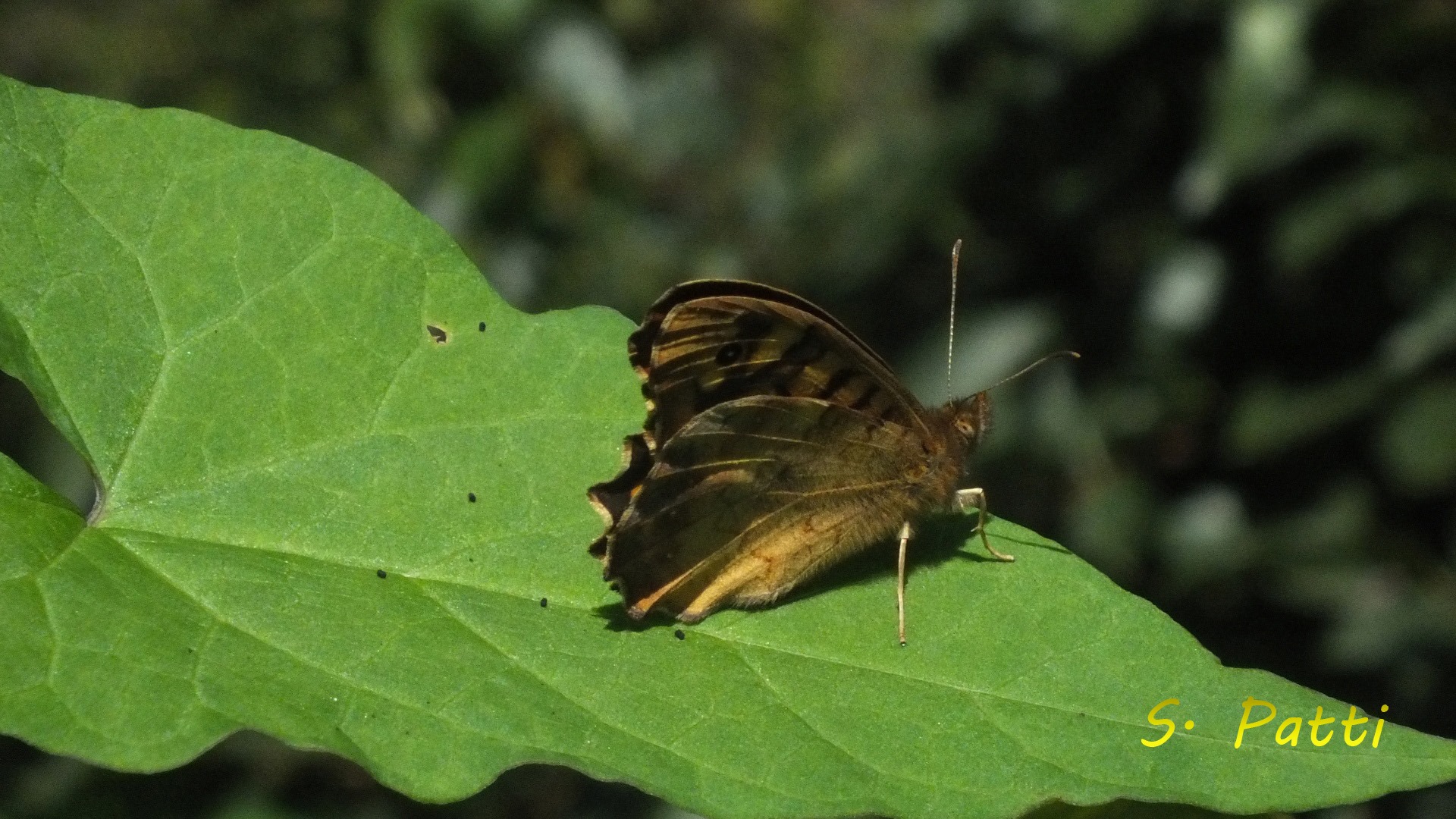 Pararge aegeria