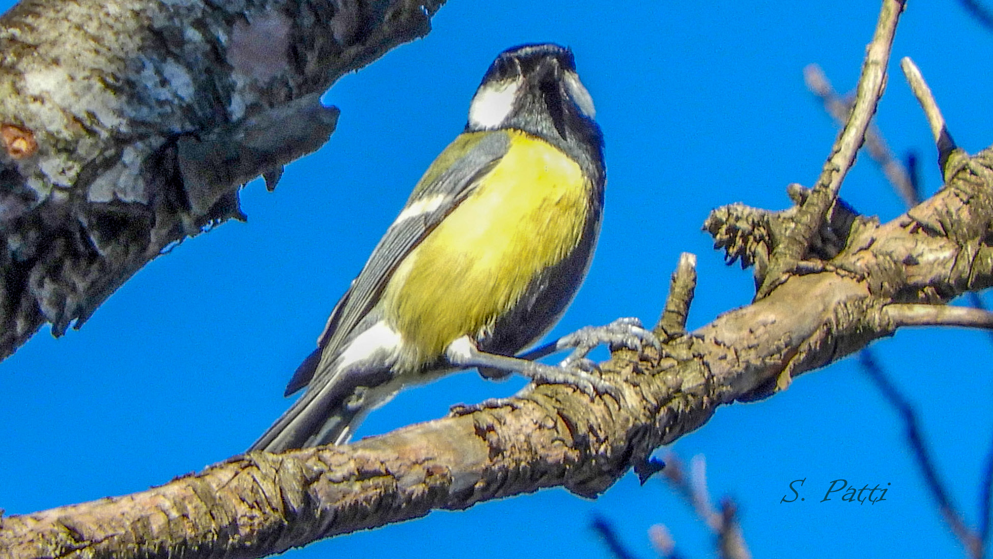 Parus major
