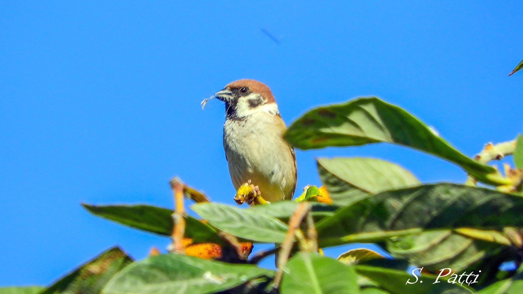 Passer montanus