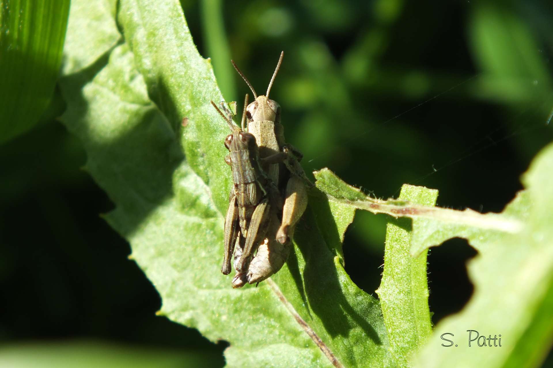 Pezotettix giornae
