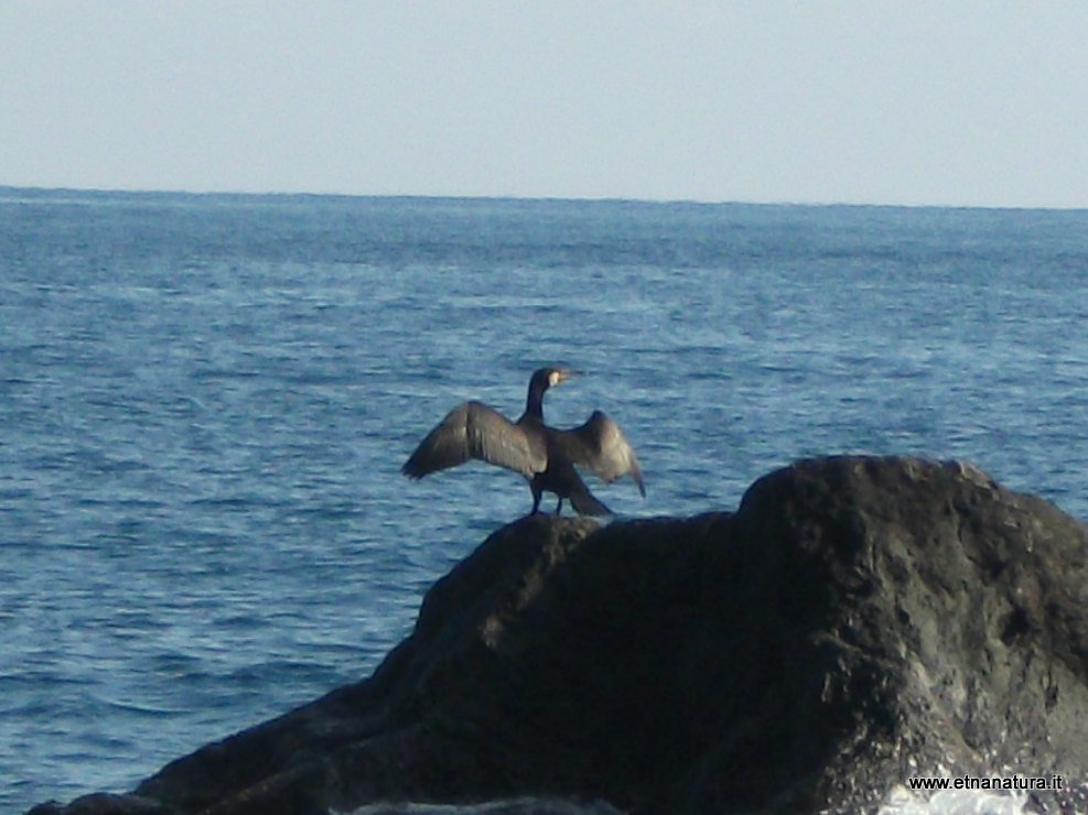 Phalacrocorax carbo