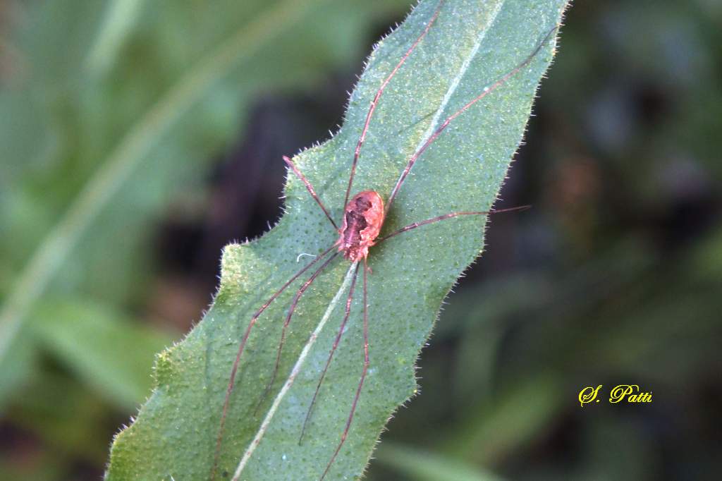 Phalangium opilio