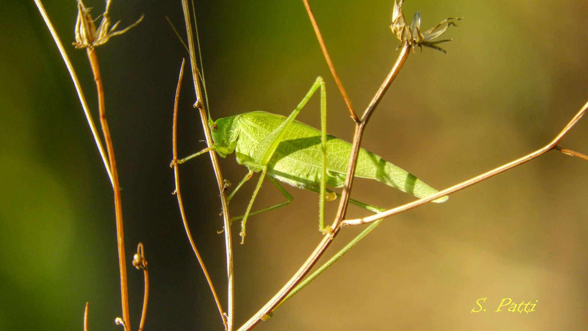 Phaneroptera nana