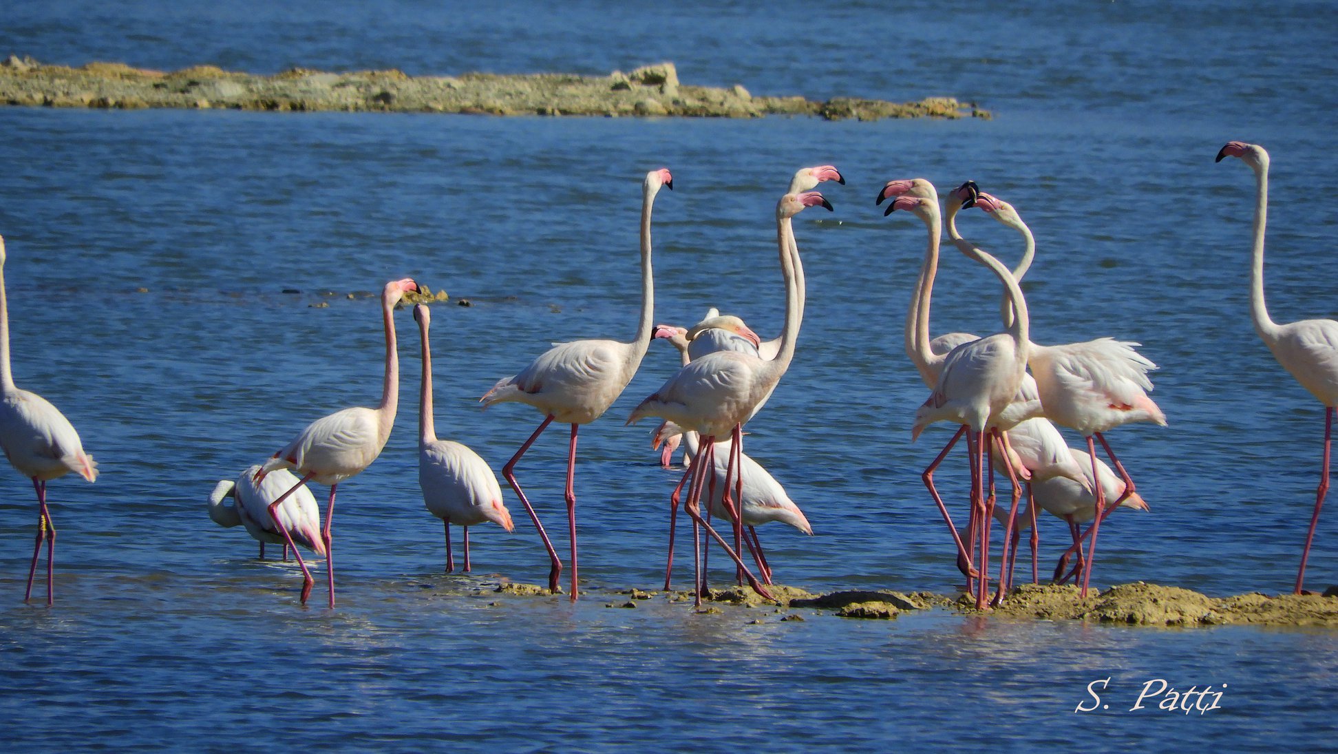 Phoenicopterus roseus