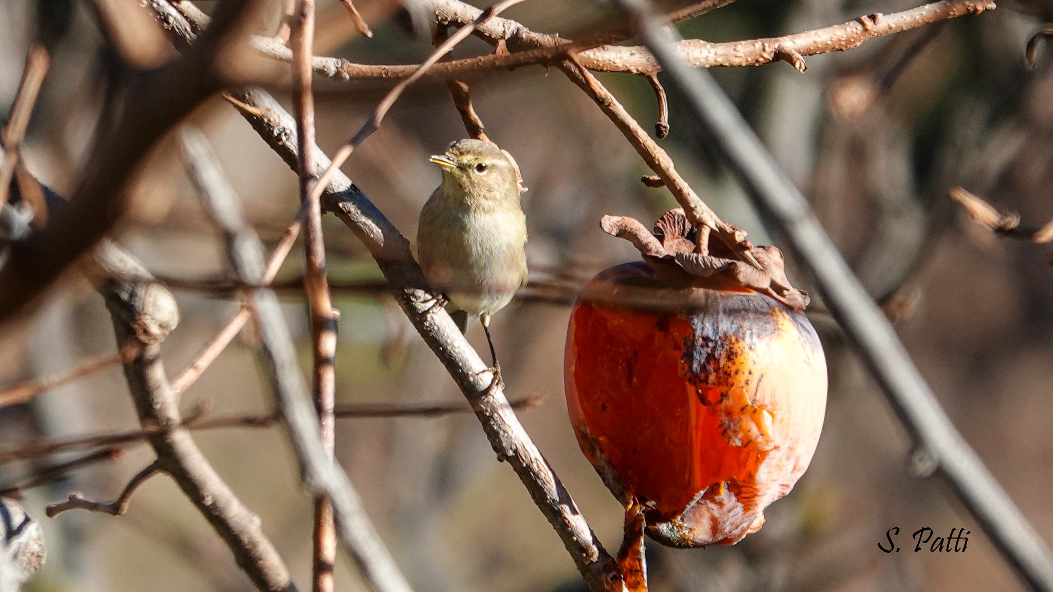Phylloscopus collybita
