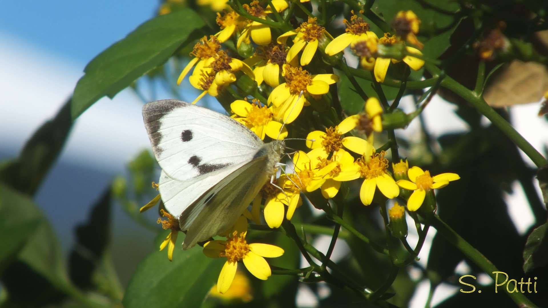 Pieris brassicae