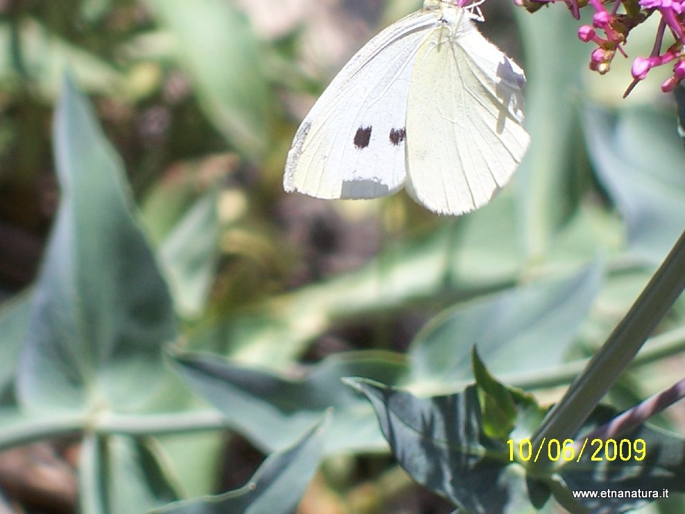 Pieris rapae