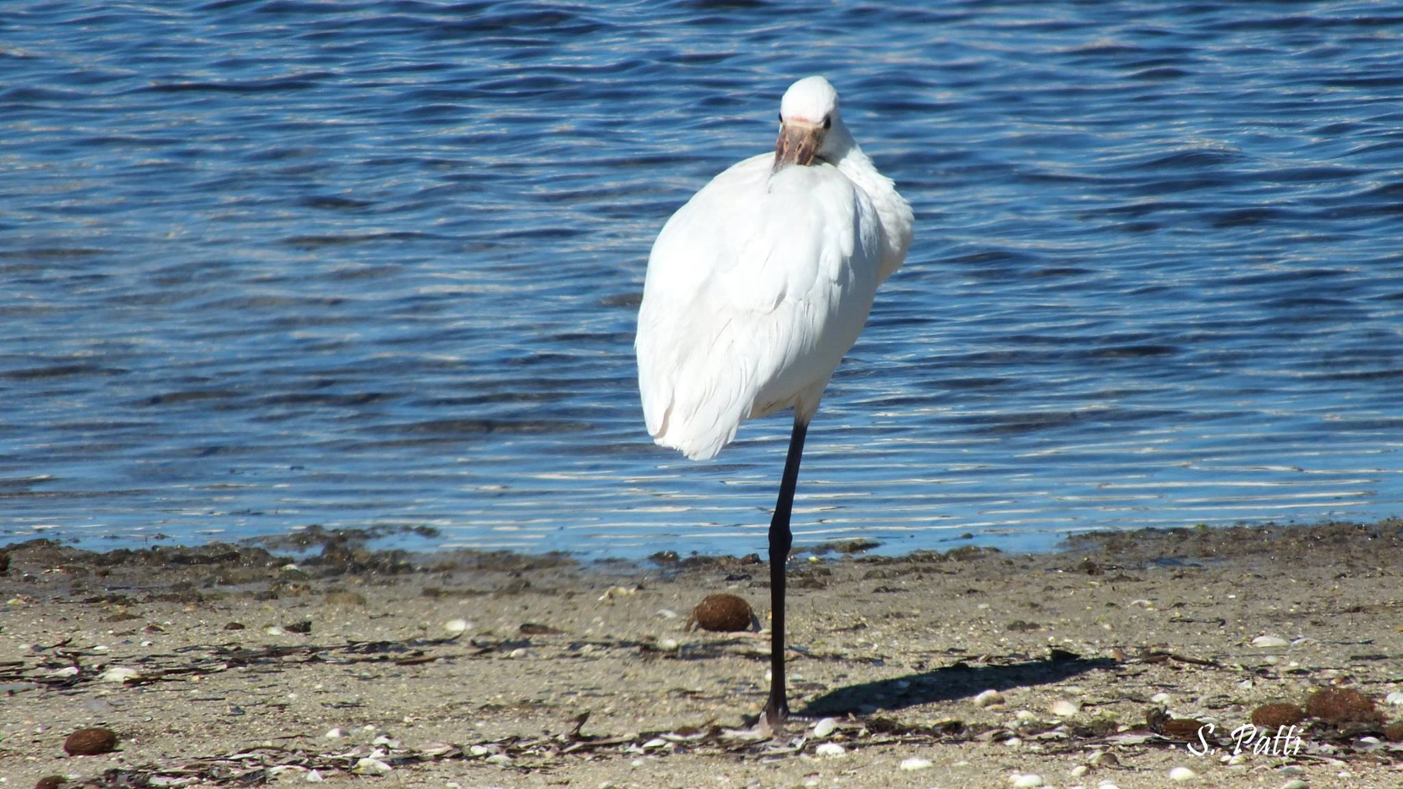 Platalea leucorodia