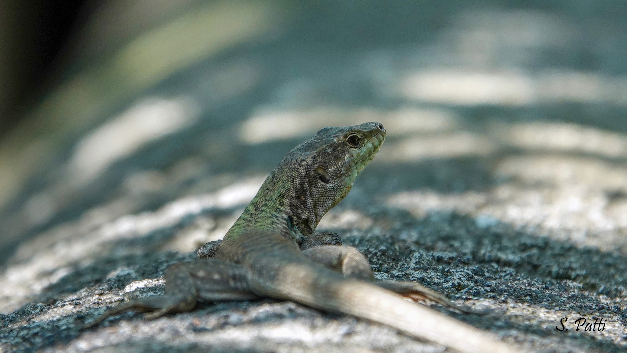 Podarcis siculus