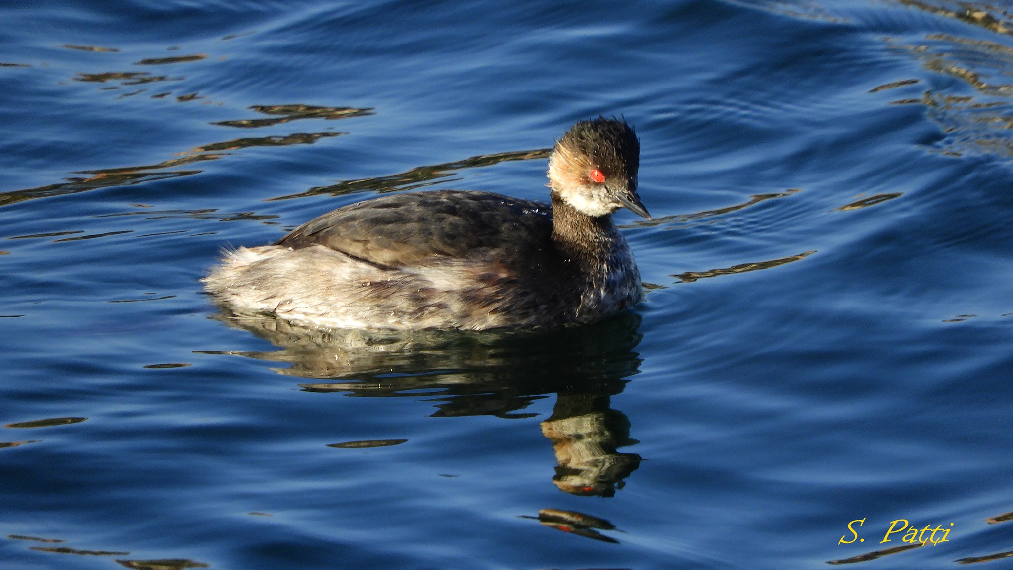 Podiceps nigricollis Podiceps nigricollis