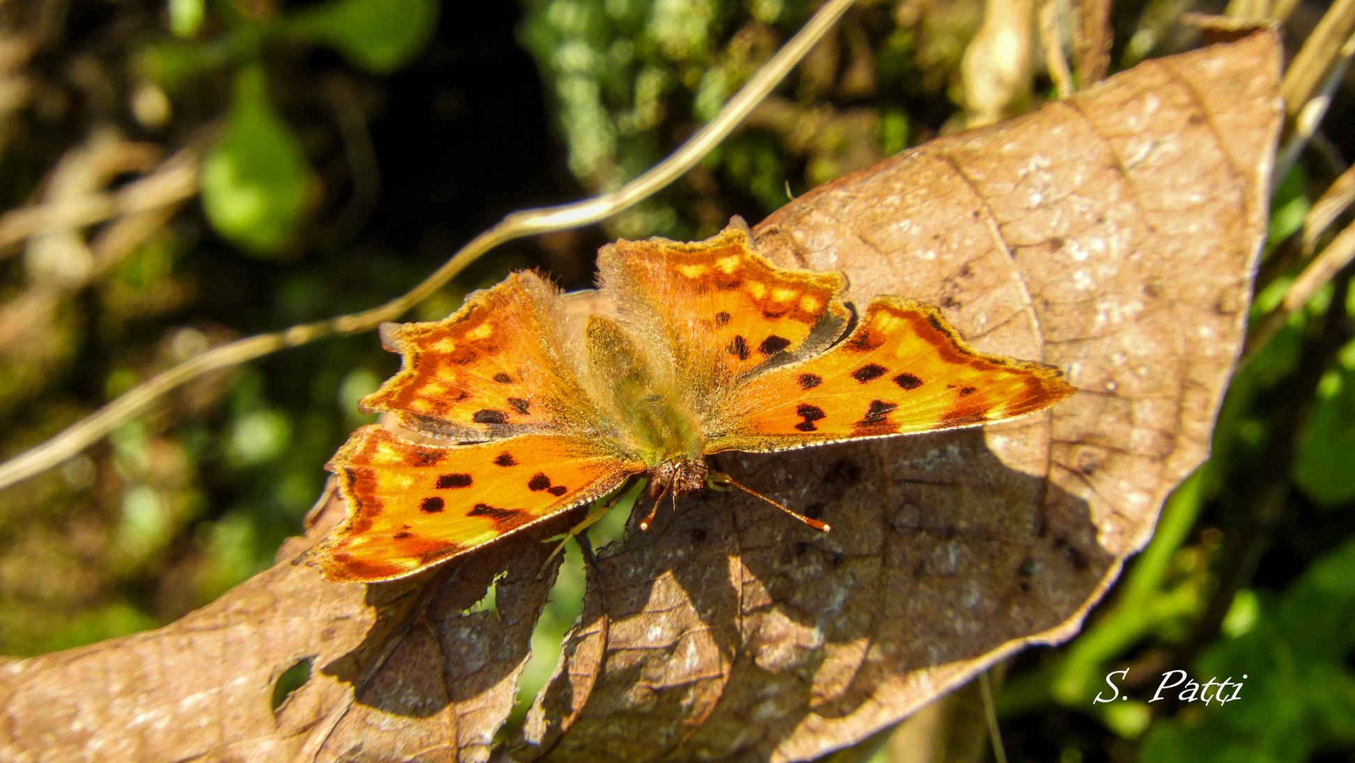 Polygonia c-album