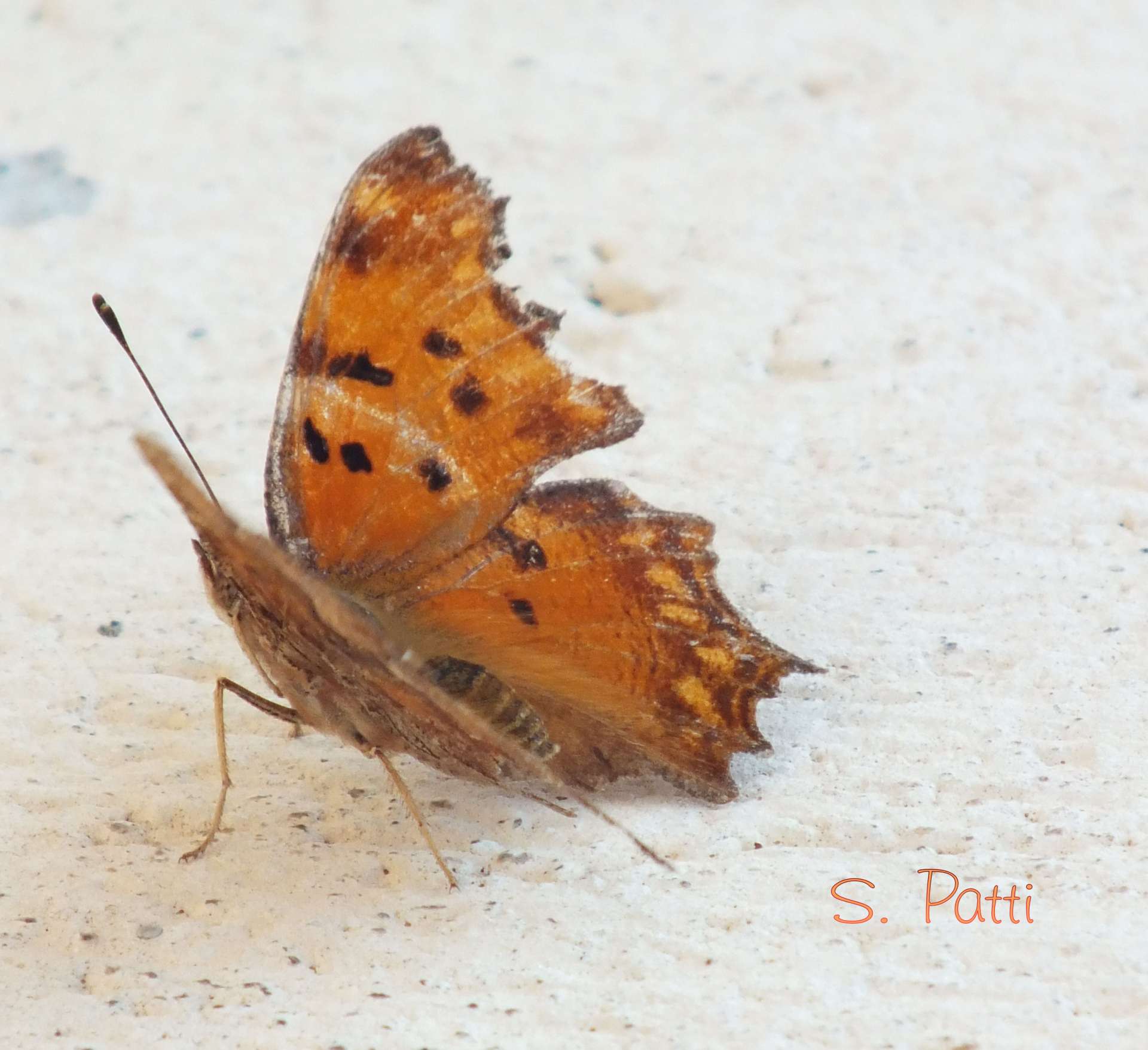 Polygonia egea