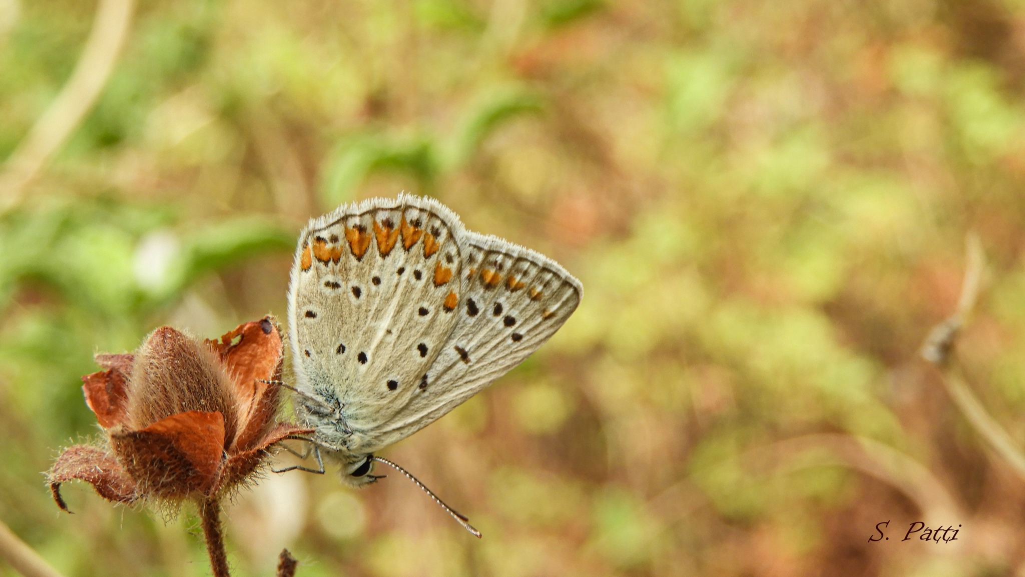 Polyommatus celina