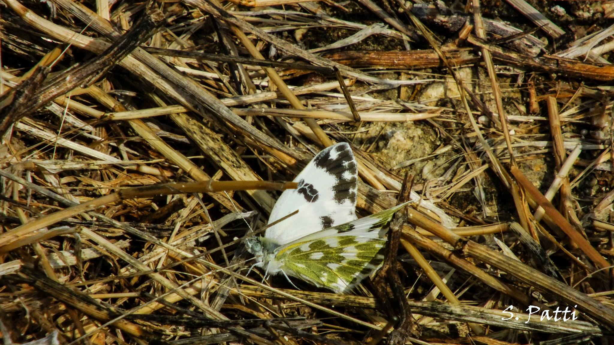 Pontia Edusa Pontia Edusa