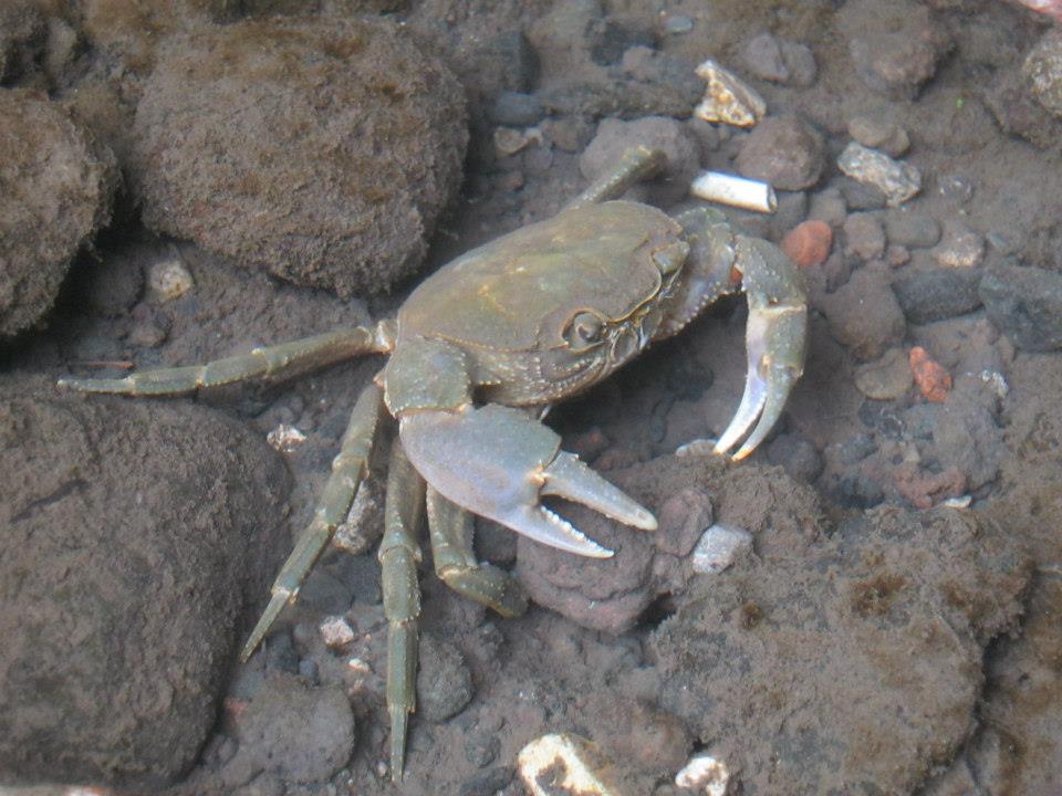 Potamon fluviatile