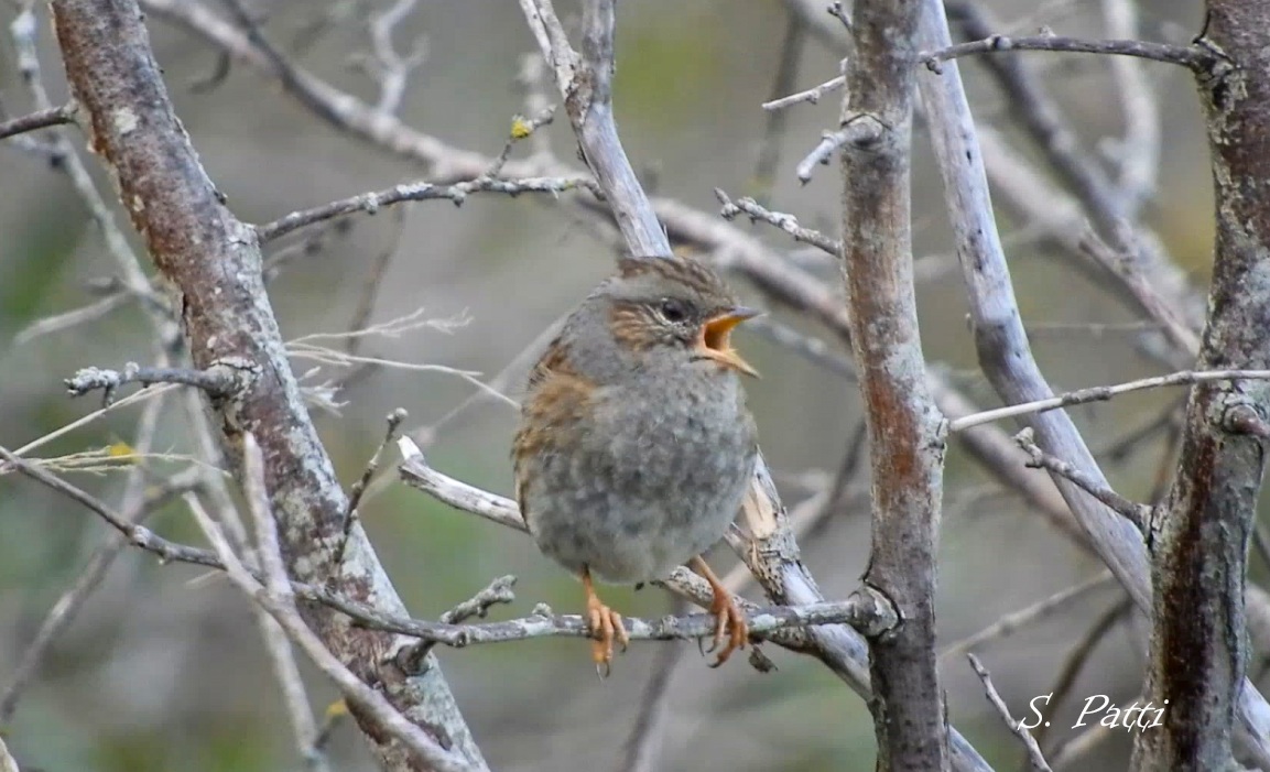 Prunella modularis