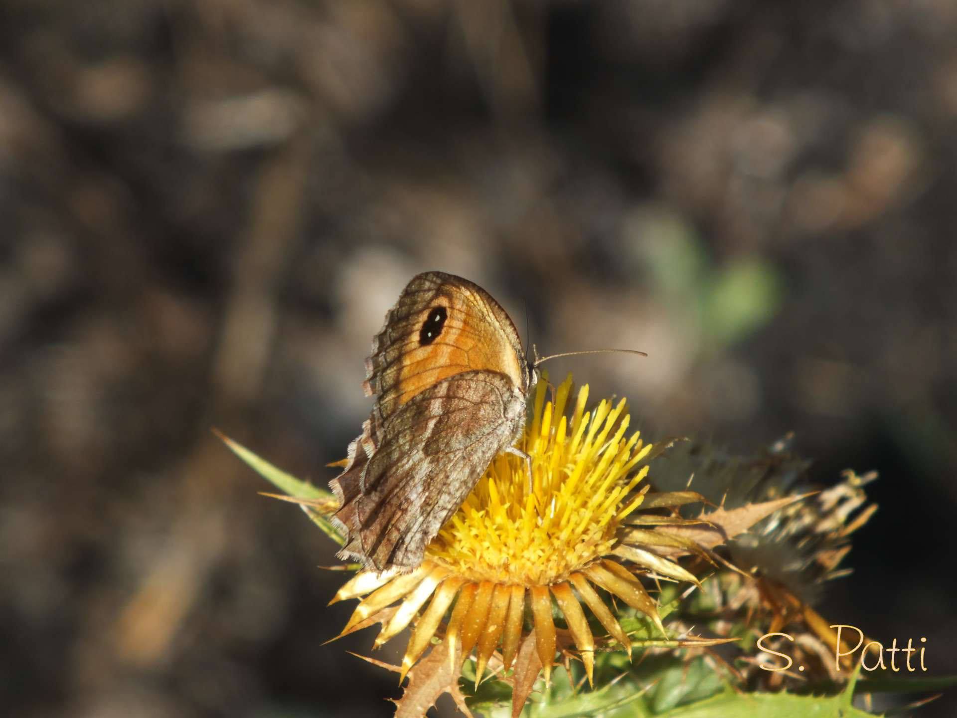 Pyronia cecilia