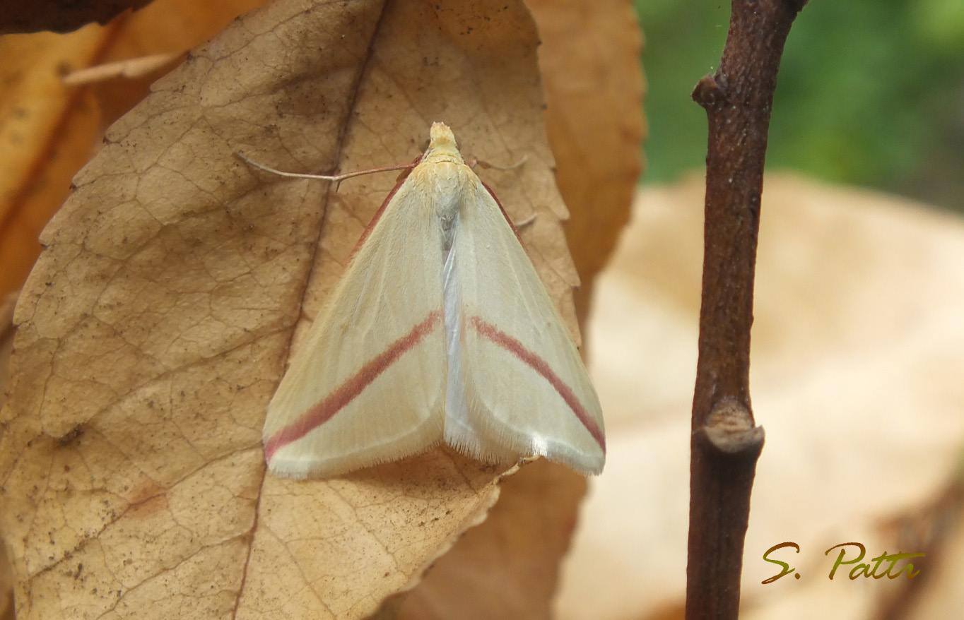 Rhodometra sacraria
