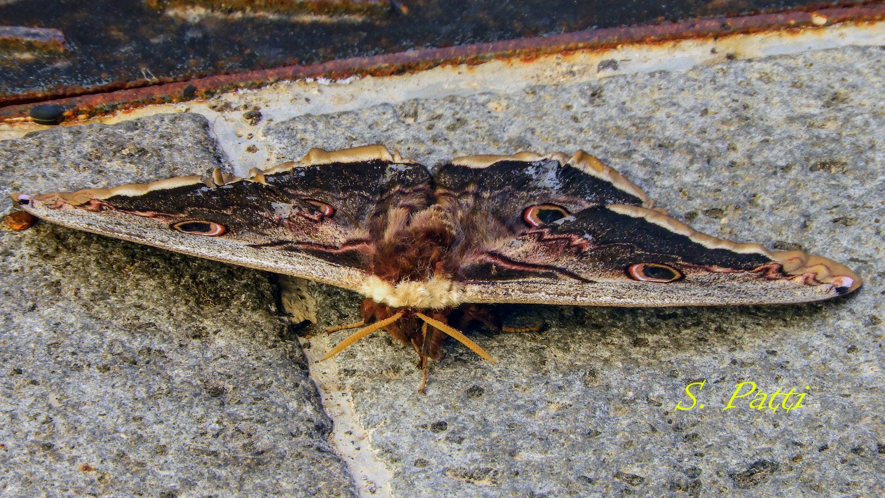 Saturnia pyri