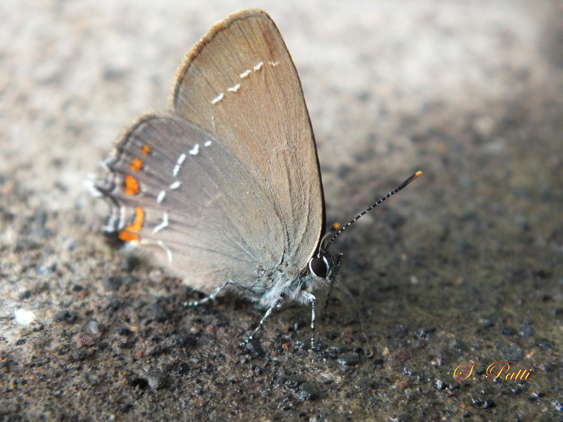 Satyrium ilicis