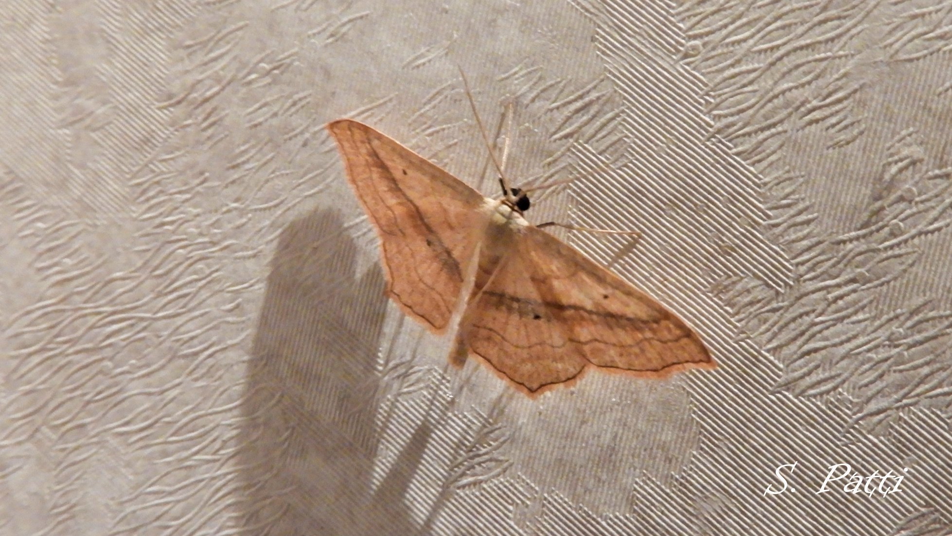 Scopula imitaria Scopula imitaria